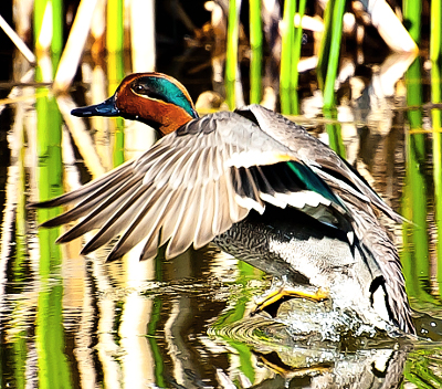 American green-winged teal. Photo by Vince Pahkala courtesy Wikipedia.