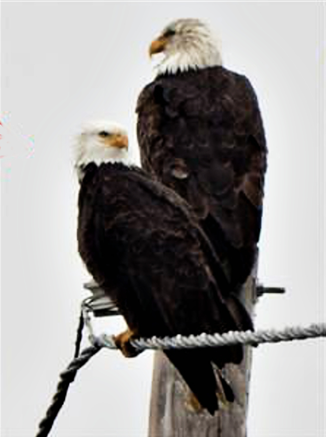The pair of bald eagles on their honeymoon, spotted in early January 2017 on the premises of the San Jose-Santa Clara Regional Wastewater Facility. Bald eagles mate for life. Credit James Ervin.