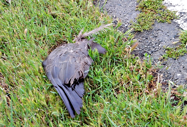 Remains of a dead coot, a small water bird, at the bottom of the utility pole hosting an adult bald eagle. Credit James Ervin.