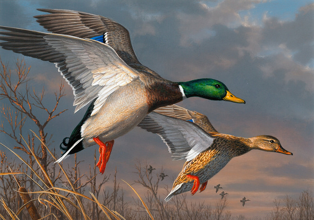 James Hautman, of Chaska, Minn., was the third place winner of the 2015 Federal Duck Stamp art contest with his acrylic painting of a pair of mallards.