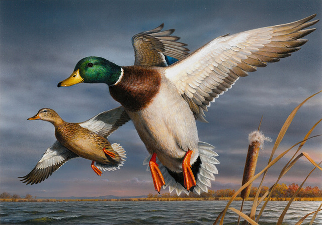Robert Hautman, of Delano, Minn., was the second place winner of the 2015 Federal Duck Stamp art contest with his acrylic painting of a pair of mallards.