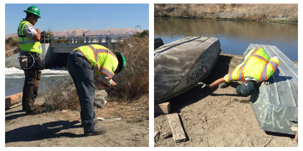 San Jose Conservation Corps cleaning up various ponds and levees in the south San Francisco Bay. Credit Olivia Andrus.