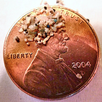 Microbeads set against a penny for comparison of size. Photo courtesy 5 Gyres