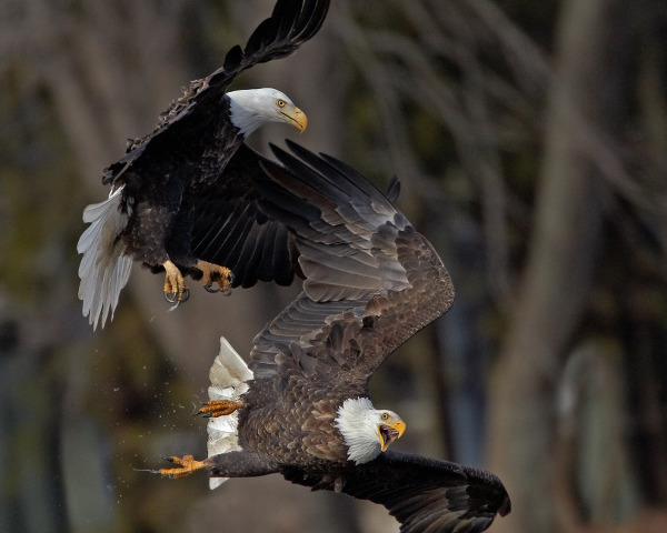 Eagle Aerial Combat, Upper Mississippi River NWR, IL | Les Zigurski