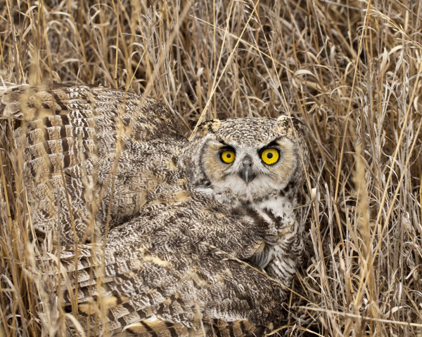 Great Horned Owl, Camas NWR, ID | Lloyd Bush
