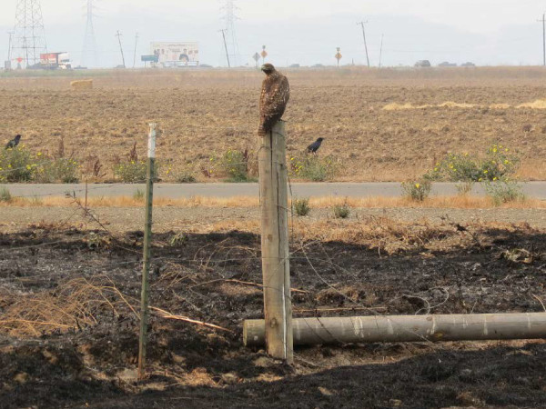 Birds at the San Pablo Bay NWR survey the damage wrought by the 37 Fire. Credit Don Brubaker, U.S FWS.