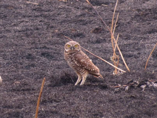 An owl roosts on the ashes of the fire at the San Pablo Bay NWR. Credit Don Brubaker, U.S FWS.