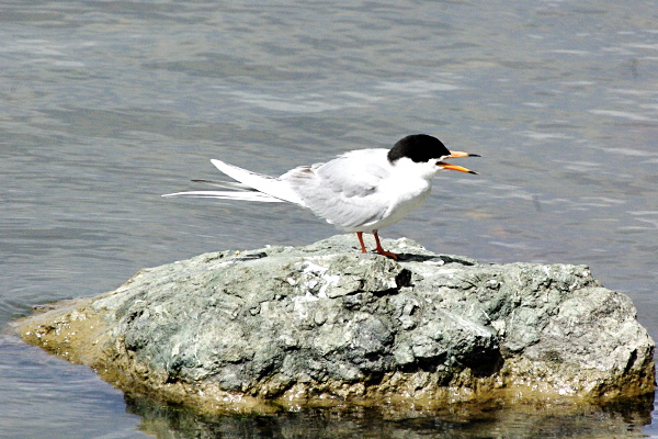 Forster's Tern at EEC, Alviso. Photo courtesy Ceal Craig. Copyright CC-BY-SA 3.0