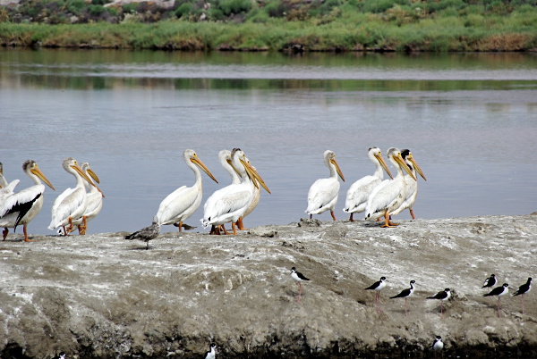 Pelicans and stilts at EEC, Alviso. Photo courtesy Ceal Craig. Copyright CC-BY-SA 3.0