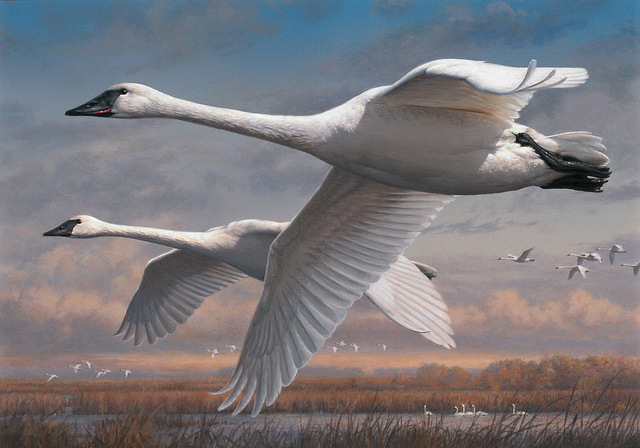 Joseph Hautman, of Plymouth, Minn., was the first place winner of the 2015 Federal Duck Stamp art contest with his acrylic painting of a pair of trumpeter swans.
