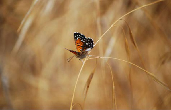 Lange’s Metalmark Butterfly was the subject of poachers in the early 1990s. Photo by Susan Euing. Photo courtesy US Fish and Wildlife Service.